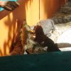 crococun_29