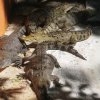 crococun_33