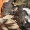 crococun_34