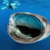 wale-sharks_02