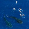 wale-sharks_05