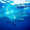 wale-sharks_06