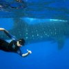 wale-sharks_09