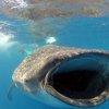 wale-sharks_11