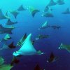 wale-sharks_12