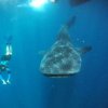 wale-sharks_13