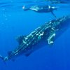 wale-sharks_14