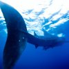 wale-sharks_18